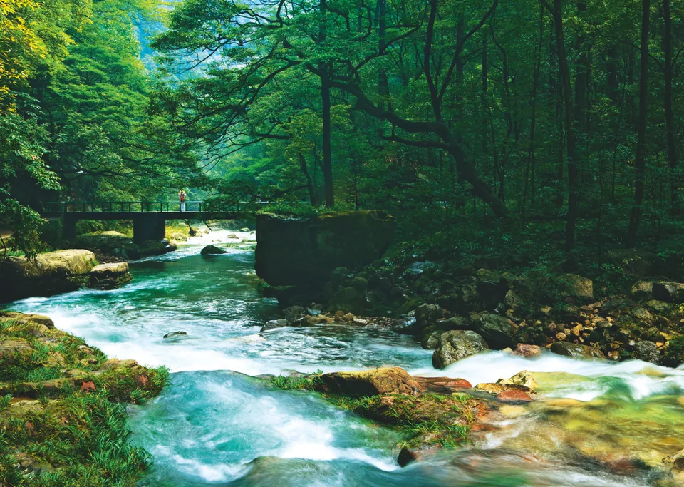 金鞭溪跳鱼潭的林荫、石桥与流水